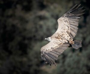 vautour fauve